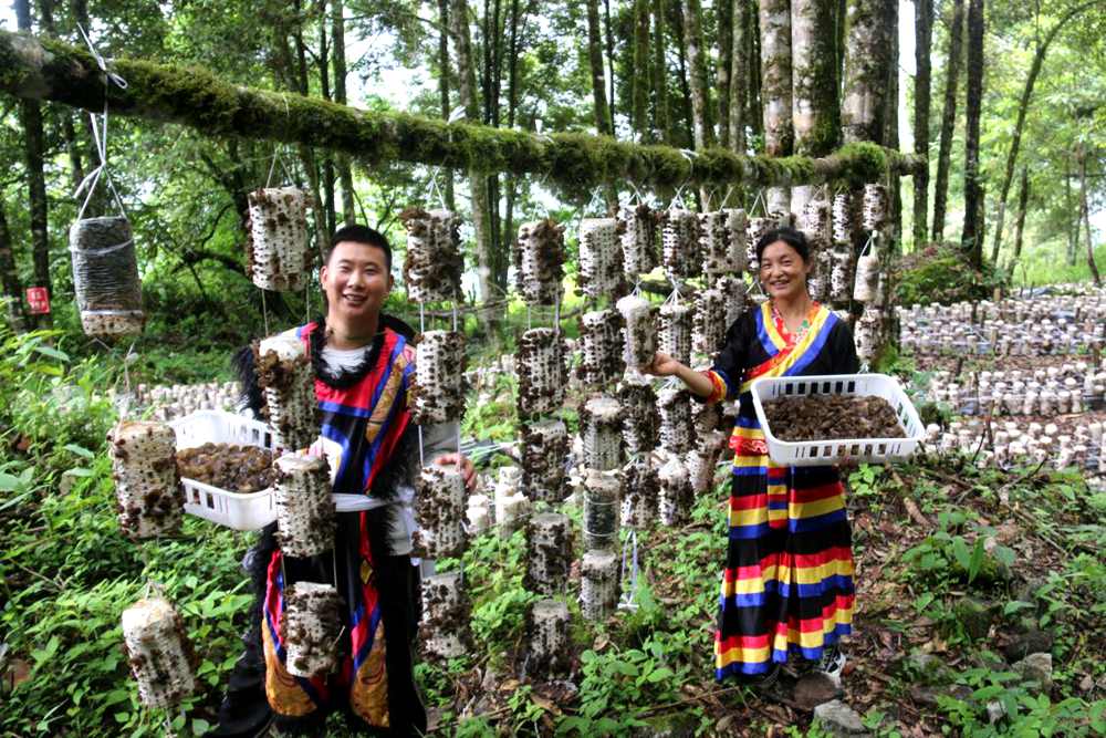 木耳豐收。次仁央宗攝