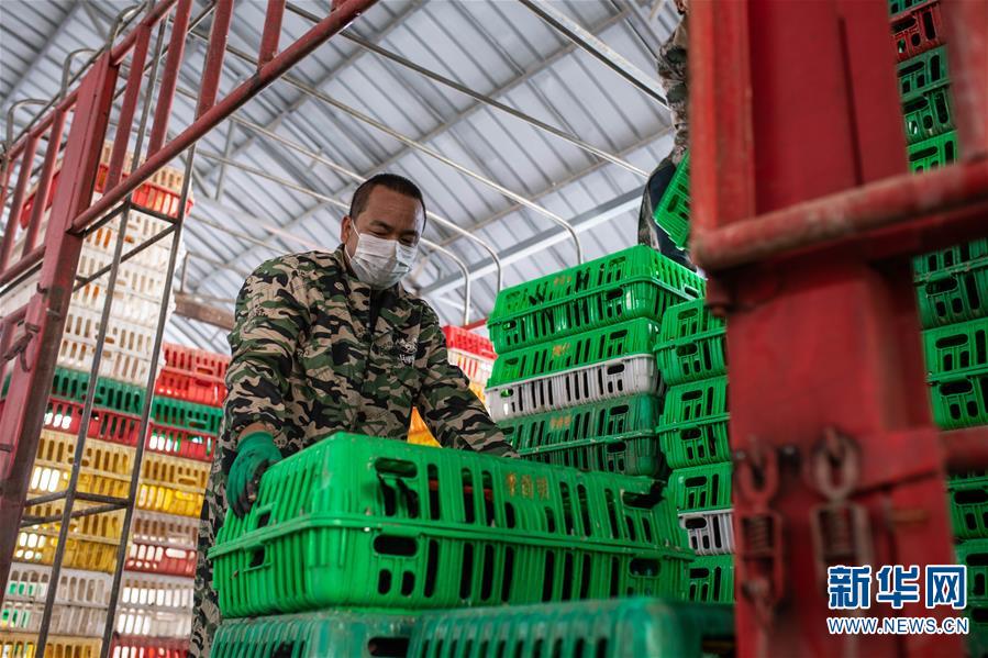 （脫貧攻堅(jiān)）（3）云南迪慶藏區(qū)：打好防疫脫貧兩場(chǎng)戰(zhàn)役