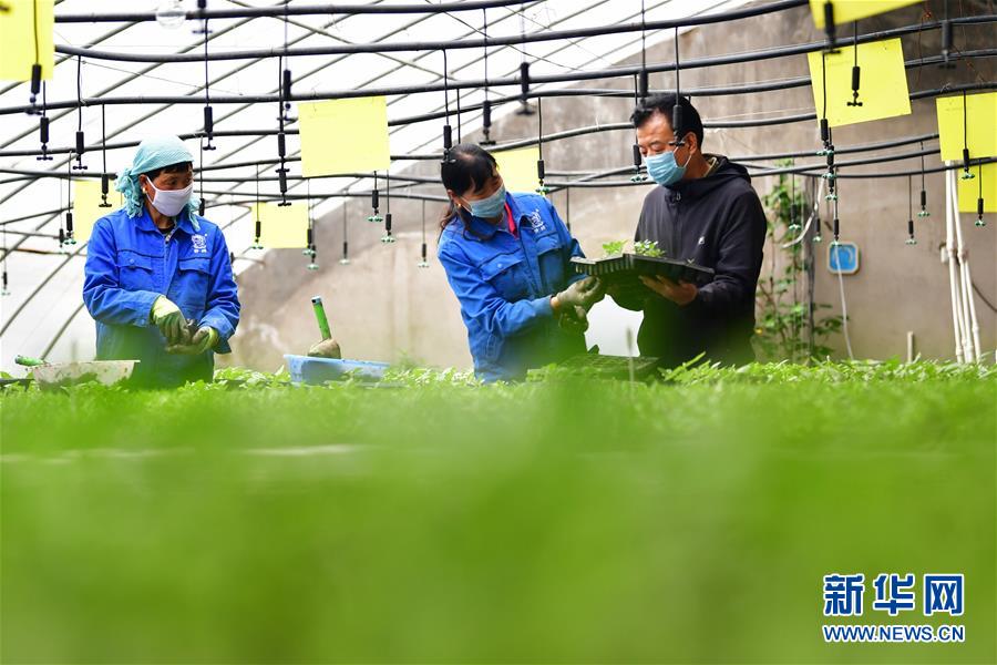 (脫貧攻堅·圖片故事)(14)扶貧相冊——藏族村寨的脫貧“貼心人”