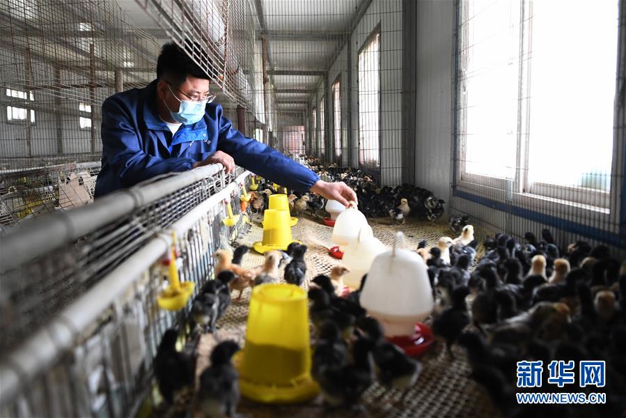 (脫貧攻堅·圖片故事)(6)“90后新農(nóng)人”的返鄉(xiāng)致富路