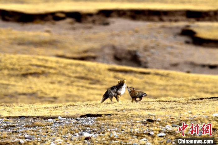 來自媽媽的愛！高原藏狐母子嬉戲畫面暖人心