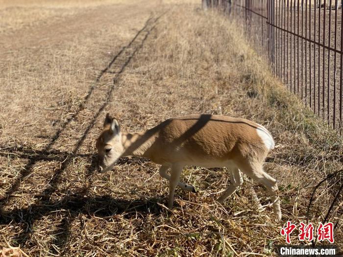 圖為普氏原羚?！±罱瓕?攝