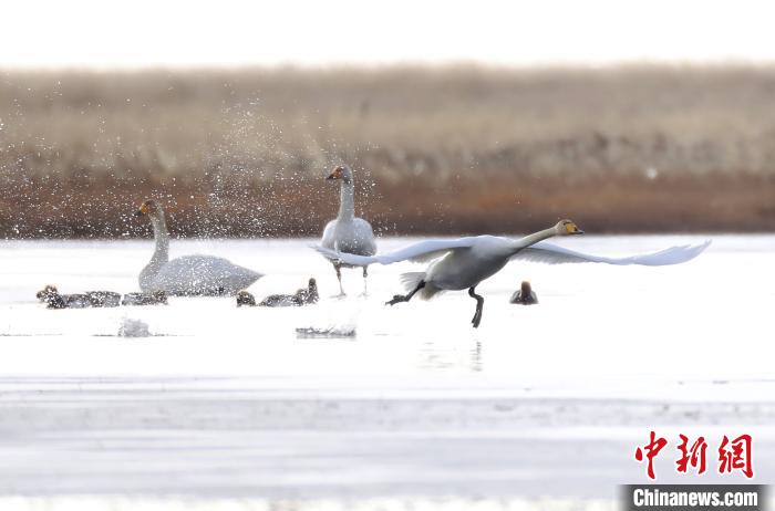 四川省阿壩州若爾蓋縣麥溪鄉(xiāng)的大天鵝。　安源 攝