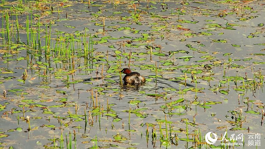 納帕海濕地內(nèi)遷徙停留的鳥。呂昊辰攝