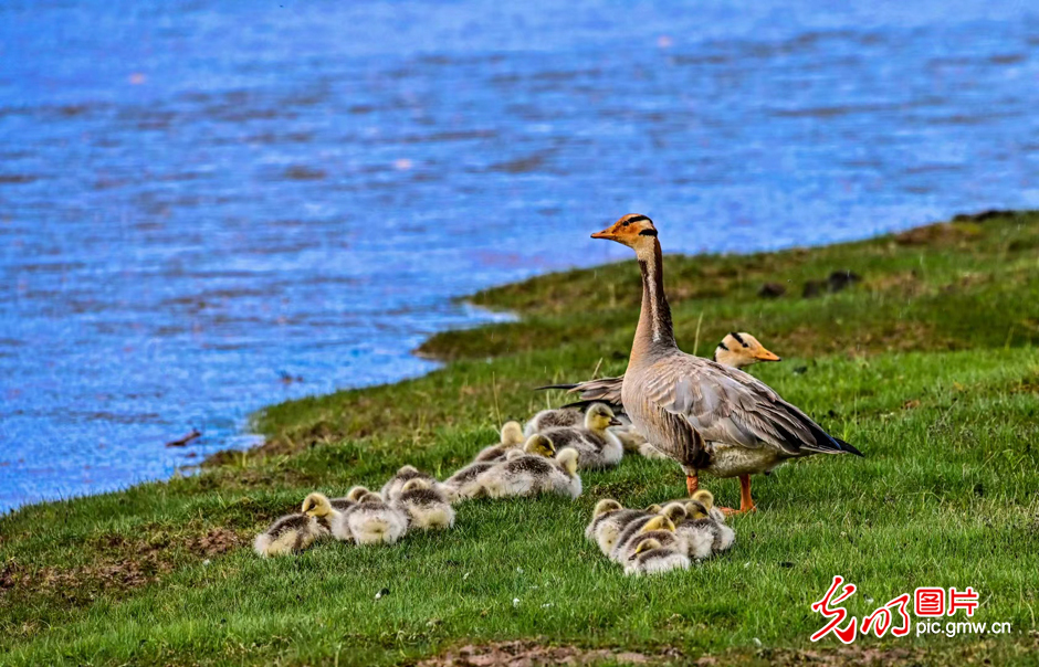 三江源國(guó)家公園正式設(shè)立，這是青海生態(tài)文明建設(shè)的新答卷
