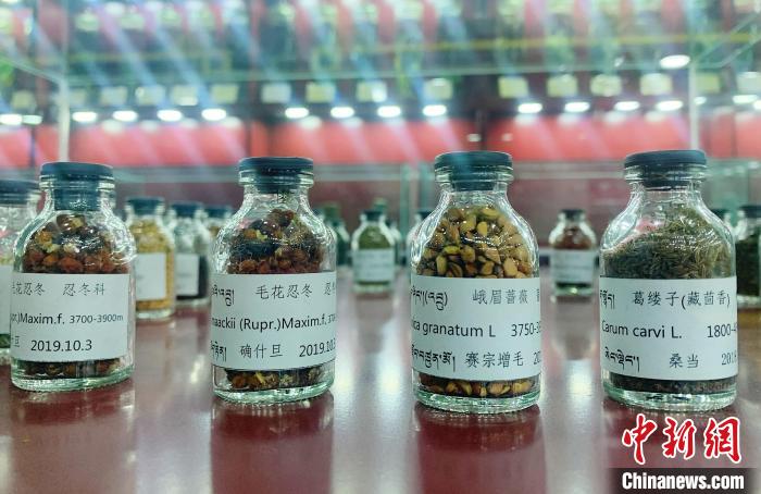 圖為海拔3500米以上珍貴草藥種子?！●R銘言 攝