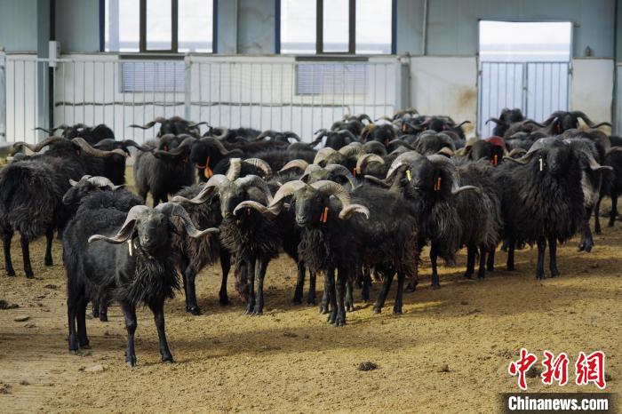 圖為黑藏羊?！●R銘言 攝