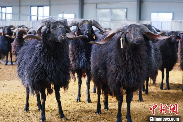 圖為黑藏羊?！●R銘言 攝