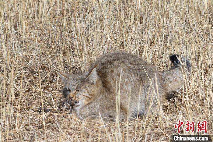 圖為拍攝到的荒漠貓?！≡S明遠(yuǎn) 攝