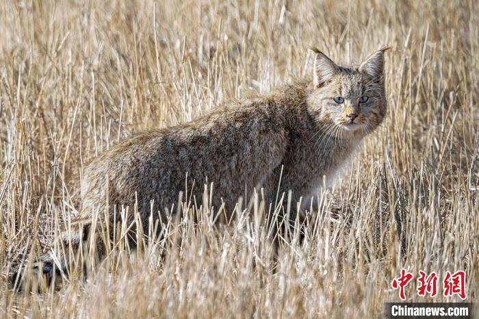 圖為拍攝到的荒漠貓?！≡S明遠(yuǎn) 攝