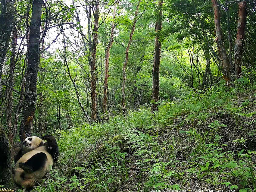 紅外相機拍攝到的野生大熊貓。平武縣融媒體中心供圖