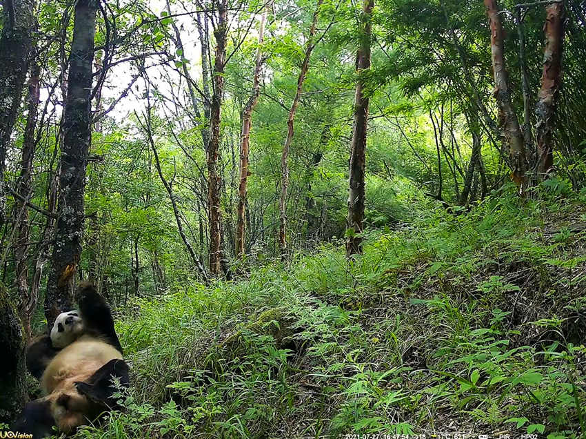 紅外相機(jī)拍攝到的野生大熊貓。平武縣融媒體中心供圖
