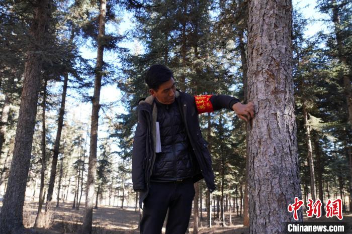 圖為桑杰加檢查林場樹木是否有病蟲害?！●R銘言 攝