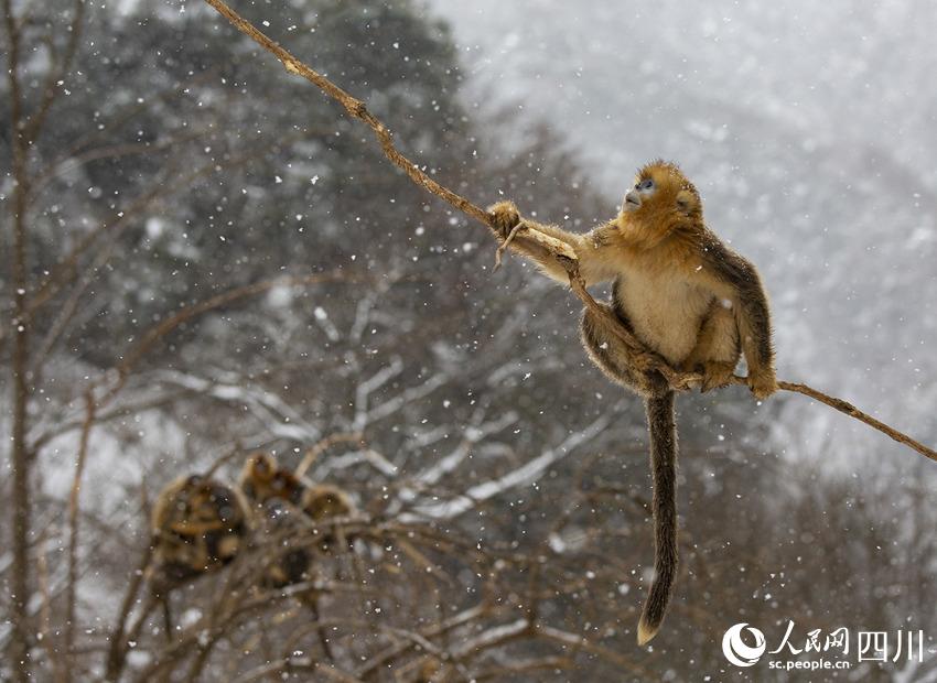 雪中嬉戲的川金絲猴。鐘歡攝