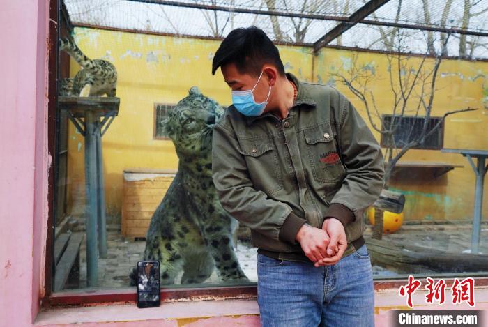 圖為雪豹“奶爸”史壽軍直播休息時與雪豹互動。　馬銘言 攝