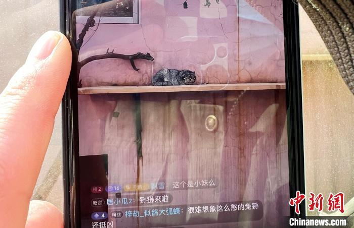 圖為雪豹“奶爸”史壽軍正在直播。　馬銘言 攝