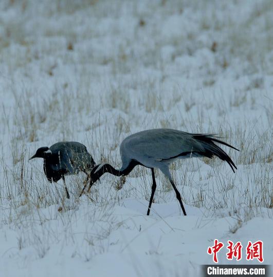 在若爾蓋濕地的蓑羽鶴?！∪魏吻?攝