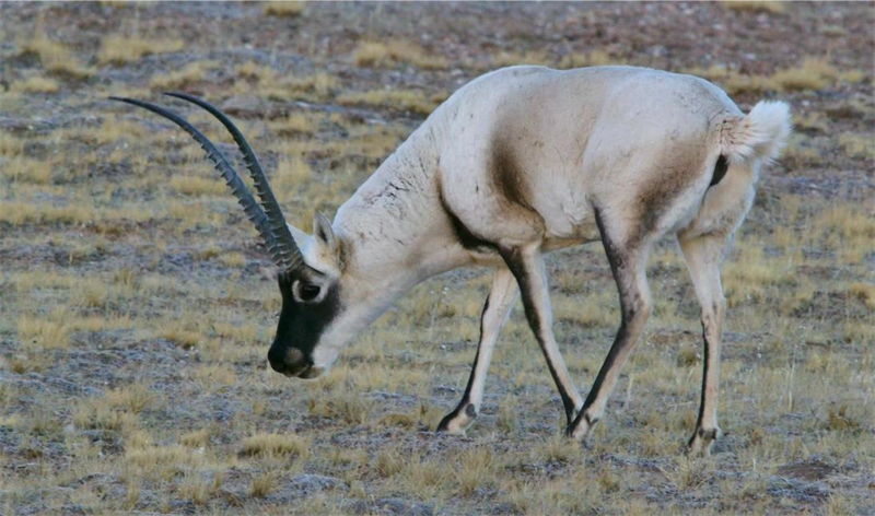 藏羚羊。圖片來源：農(nóng)牧民大自然攝影隊(duì)