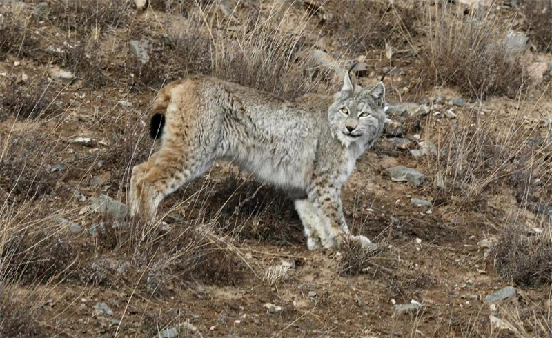 猞猁。圖片來源：農(nóng)牧民大自然攝影隊(duì)