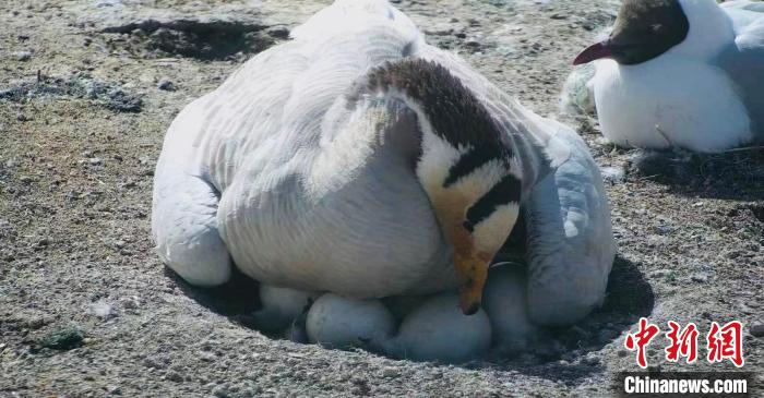 圖為斑頭雁孵蛋。　綠色江河 供圖