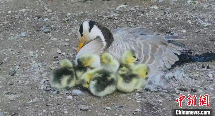 圖為斑頭雁母親和孩子們?cè)谝黄??！【G色江河 供圖