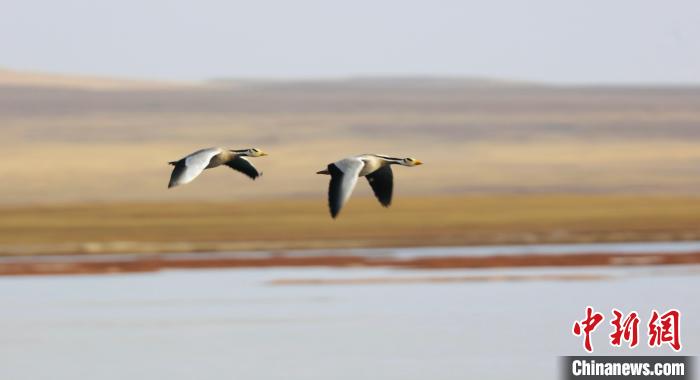 圖為飛翔的斑頭雁?！【G色江河 供圖