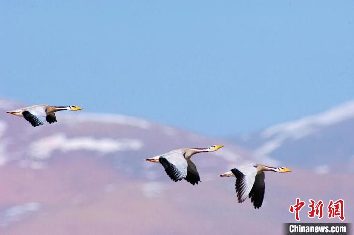 圖為斑頭雁在空中飛行?！【G色江河 供圖