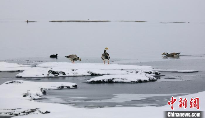圖為斑頭雁在班德湖邊嬉戲?！【G色江河 供圖