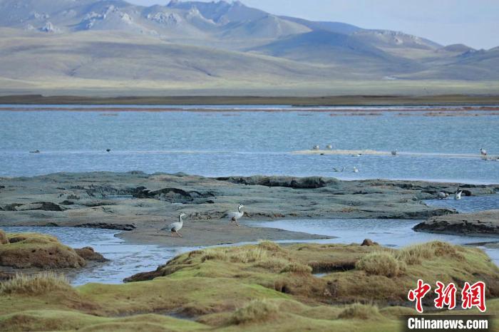 圖為斑頭雁在班德湖中覓食?！【G色江河 供圖