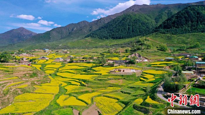 圖為加吾鄉(xiāng)的油菜花?！￡P(guān)卻才讓 攝