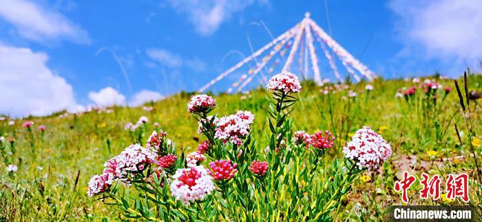 圖為草原一角?！?韓麗 　攝