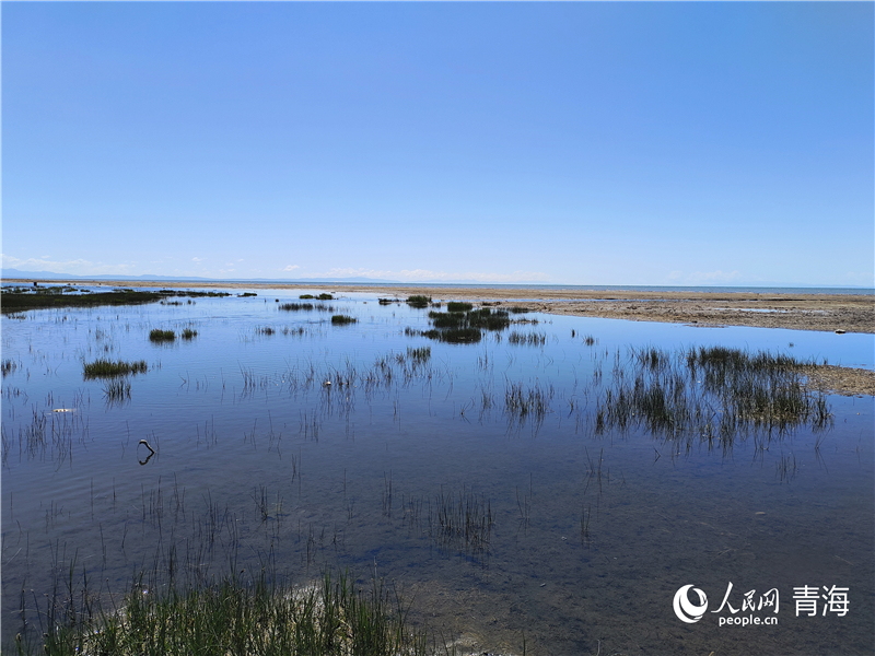   青海湖仙女灣。人民網(wǎng) 張莉萍攝