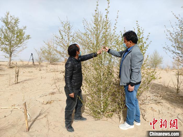 柴達(dá)木盆地的護(hù)林員：守護(hù)，只為那一片綠