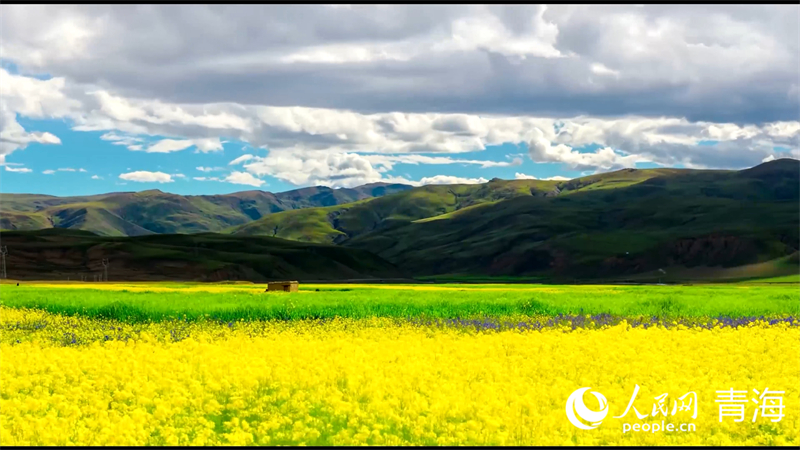 油菜花海。人民網(wǎng) 張皓芃攝