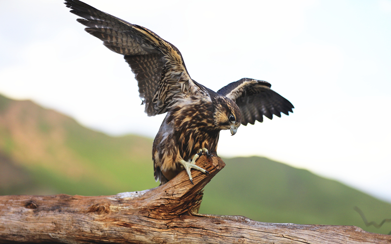 獵隼。江文江措攝