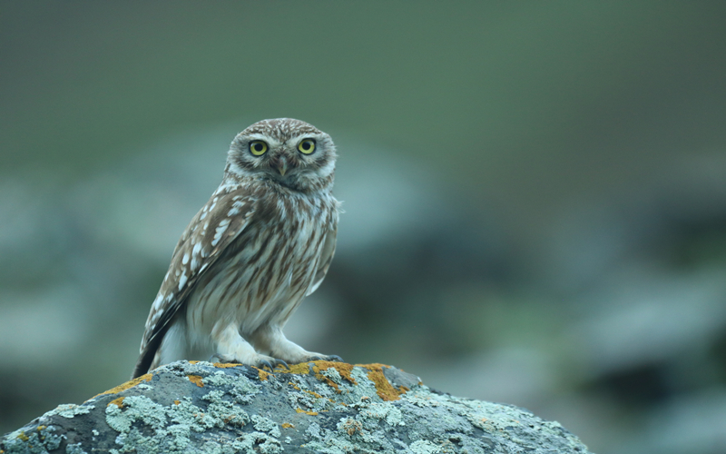 縱紋腹小鸮。江文江措攝