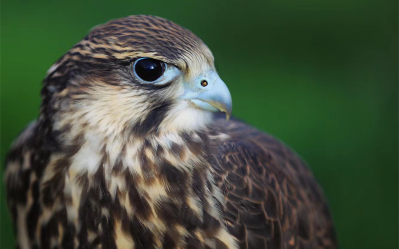 獵隼。江文江措攝
