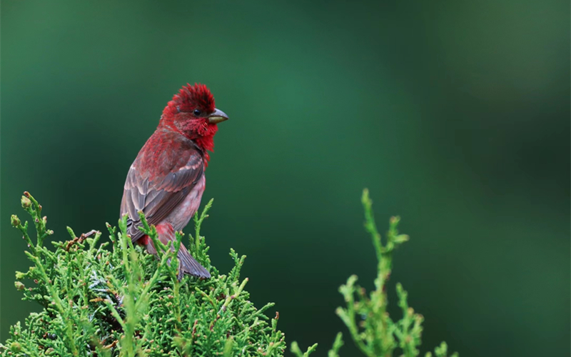 普通朱雀。江文江措攝