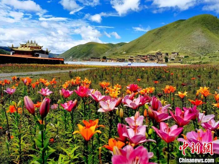 近百畝百合花競相開放，景色誘人?！∪捞量h委宣傳部供圖