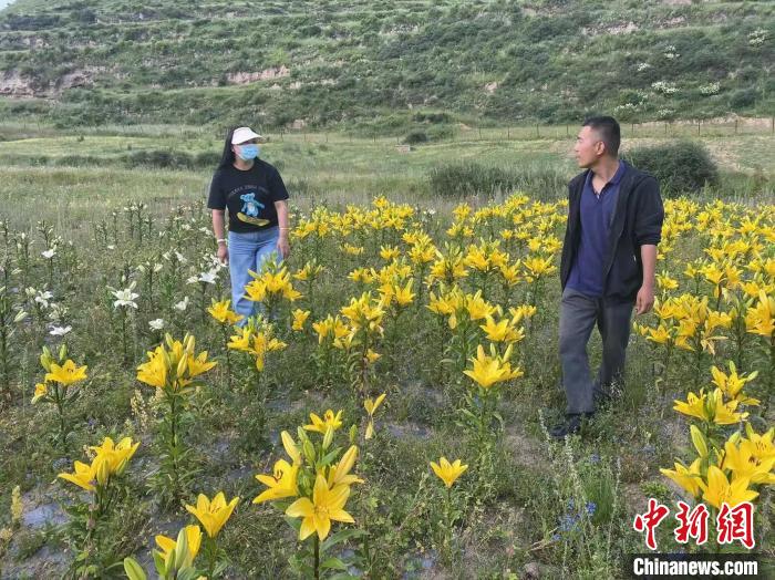 村民采摘百合花。　壤塘縣委宣傳部供圖