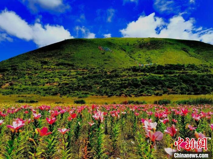 近百畝百合花競相開放，景色誘人?！∪捞量h委宣傳部供圖