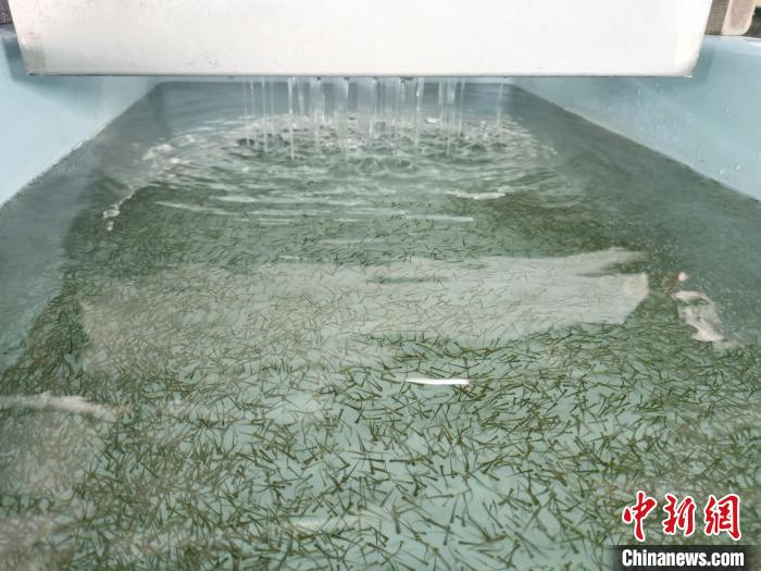 圖為正在育苗?！?zhí)砀?攝