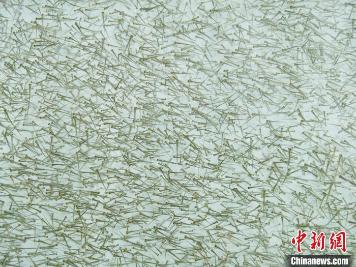 圖為密集培育的魚苗?！?zhí)砀?攝