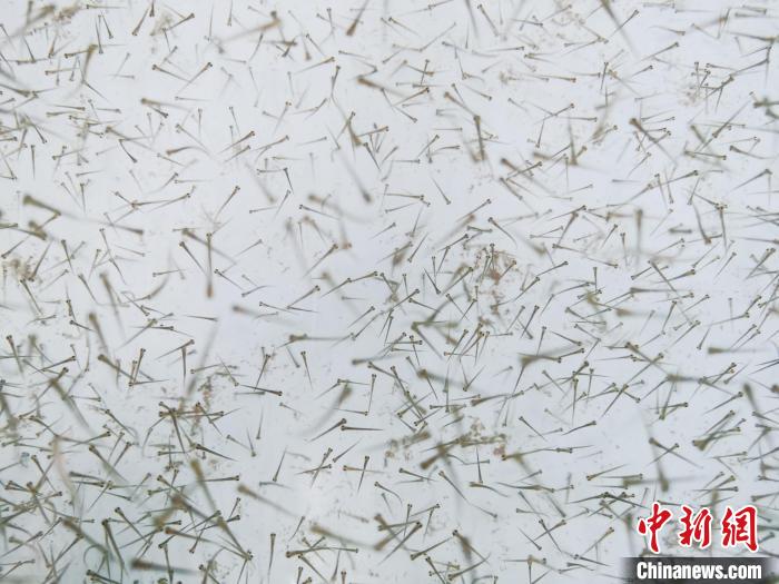 圖為魚苗?！?zhí)砀?攝
