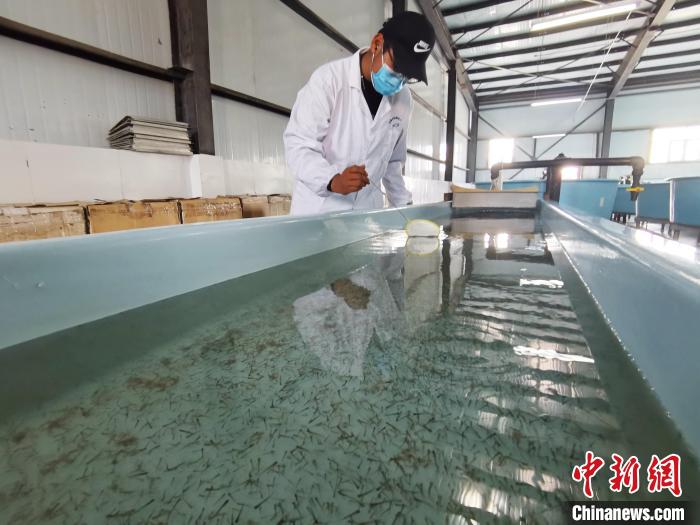 圖為工作人員檢查魚苗。　張?zhí)砀?攝