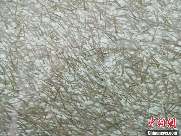 圖為密集分布的魚苗?！?zhí)砀?攝