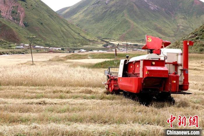 圖為秋收現(xiàn)場?！∮駱渲菸麄鞑抗﹫D