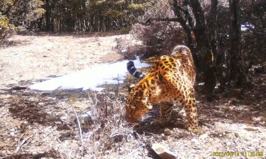 金錢豹。涼山州委宣傳部供圖