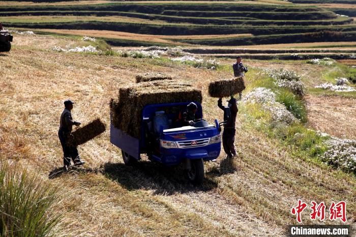 圖為飼草晾曬、打捆。　馬芝芬 攝