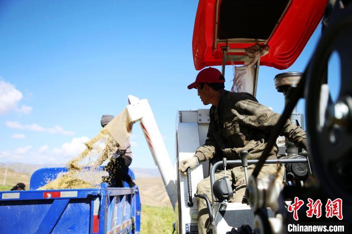 圖為飼草收割?！●R芝芬 攝